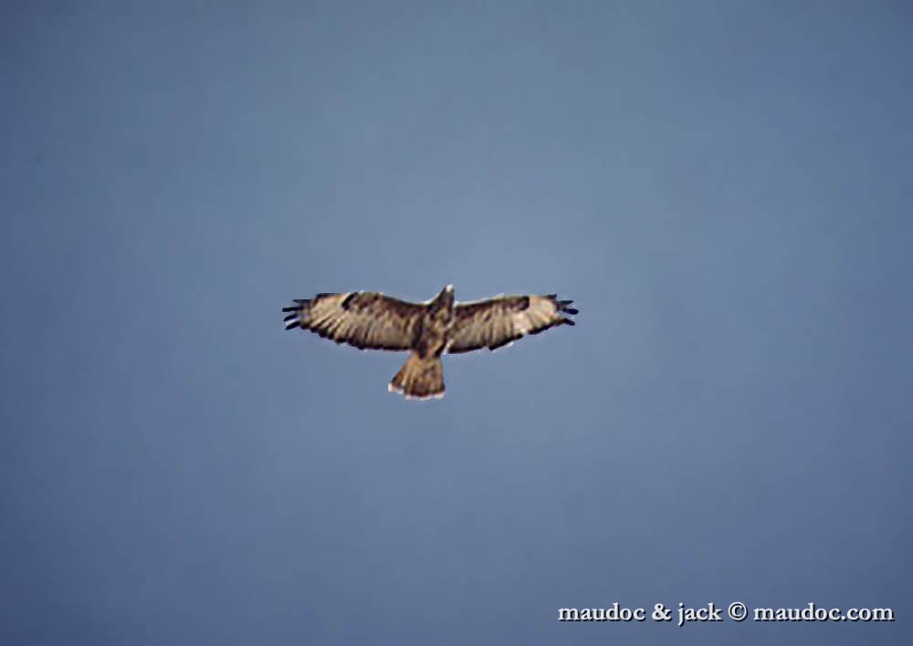 Steppe Buzzard.jpg - ssp. vulpinus